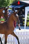 Foto: Kat.-Nr. 32 Hengstfohlen v. Dark for Fun B x Baloubet du Rouet (Züchter: Zuchthof Meindl) - Fotograf: HF Fotografie