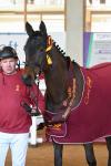 Foto: Sieger der dreiährigen Sportponies: Gründleinhofs Glücksgarant - Fotograf: Hubert Fischer.