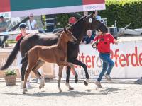 Foto: Kopfnummer 1 Vantastisch avancierte zur Preisspitze der Auktion - Fotograf: Reckimedia Foto: Kopfnummer 1 Vantastisch avancierte zur Preisspitze der Auktion - Fotograf: Reckimedia