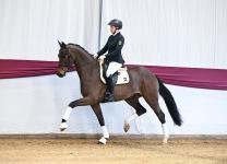 Foto: „Marbacher Frühjahr 2026“: Auktionskandidat Nr. 4 Damasco v. Damaschino a.d. Hauptgestütsstute St.Pr. Riva v. ROCK MY SOUL - Fotograf: Hubert Fischer