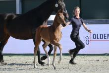 Foto: Kat.-Nr. 4 Espoire Gold v. Escolar a.d. OLHPrSt. Weihe’s Happiness OLD v. Dynamic Dream – Sir Donnerhall I - Fotograf: LL-Foto