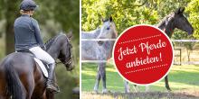 Foto: Jetzt Pferde anbieten! - Fotograf: Thomas Ix Foto: Jetzt Pferde anbieten! - Fotograf: Thomas Ix