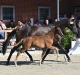 Foto: Preisspitze Kat.-Nr. 1 Vespasian v. Vespasiano – Millennium/T. – Desperados