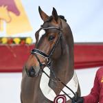 Foto: Million Dollar/Caretino - Fotograf: Hengststation Bachl 