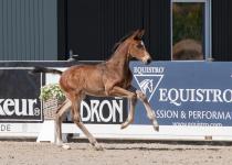 Foto: Dieser Sohn des Million Dollar entspringt dem berühmten Holsteiner Stamm 741 - Fotograf: Janne Bugtrup Foto: Dieser Sohn des Million Dollar entspringt dem berühmten Holsteiner Stamm 741 - Fotograf: Janne Bugtrup