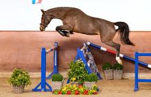 Foto: Neben den Parcours-erprobten Reitpferden bereichern auch dreijährige Pferde zum Selbstausbilden das Lot der Holsteiner Frühjahrsauktion. Unter ihnen eine Tochter des Siegers im Großen Preis von Ehlersdorf, Keaton HV: Katalognummer 5, Raima - Fotograf: Janne Bugtrup