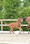 Foto: Kat.-Nr. 17 Ophelia v. Ogano Sitte - Light On - Fotograf: @OLD-Art
