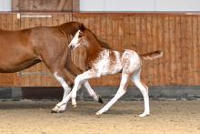 Foto: Nr. 09 One of a kind Ogano Sitte x Emerald filly/Stute - Fotograf: Jana Gerstenkorn Foto: Nr. 09 One of a kind Ogano Sitte x Emerald filly/Stute - Fotograf: Jana Gerstenkorn