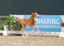 Foto: Dieser Sohn des Ogano Sitte stammt aus der direkten Mutterlinie von Otto Beckers Olympiasieger Dobel's Cento - Fotograf: Janne Bugtrup Foto: Dieser Sohn des Ogano Sitte stammt aus der direkten Mutterlinie von Otto Beckers Olympiasieger Dobel's Cento - Fotograf: Janne Bugtrup