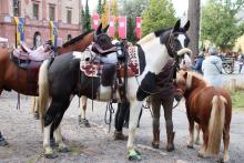 Foto: Die schönste Art in den Herbst zu reiten: Der WRFC-Sternritt zum Jagdschloss Platte - Fotograf: Elke Weisheit