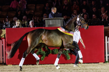 Foto: Der Trakehner Siegerhengst 2025: Eichengold v. Kentucky-Hofrat aus der Zucht von Daniel de Charleroy (BEL) wechselte über die Auktion zum Spitzenpreis von 405.000 Euro zum Gestüt Sprehe nach Löningen - Fotograf: Sportfoto Lafrentz