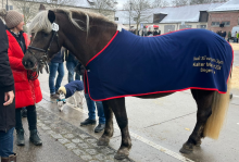 Foto: Kopfnummer 26 Siegerstute der Kaltblut & Spezialrassen, die Schwarzwälder Kaltblutstute Rosi aus der Zucht und im Besitz von Josef Mayer, Westhausen - Fotograf: Privat