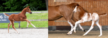 Fotos: Links: United Whizz Kid – Fotograf: Monique van Dreumel – Rechts: One of a kind – Fotograf: Jana Gerstenkorn Fotos: Links: United Whizz Kid – Fotograf: Monique van Dreumel – Rechts: One of a kind – Fotograf: Jana Gerstenkorn