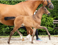 Foto: Sportliche Gene der Sonderklasse, Kraft und Bewegungsdynamik: Hengstfohlen This Star aus der Kollektion der Bundesturnier Fohlenauktion am 18. Juli 2026 - Fotograf: Bauernschmitt Foto: Sportliche Gene der Sonderklasse, Kraft und Bewegungsdynamik: Hengstfohlen This Star aus der Kollektion der Bundesturnier Fohlenauktion am 18. Juli 2026 - Fotograf: Bauernschmitt