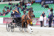 Foto: Der Bundeschampion der vier- und fünfjährige Fahrpferde 2026: Bangor, gefahren von Lea Marie Hemken. - Fotograf: (c) Brit Placzek