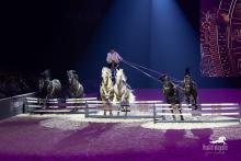 Foto: Mit dem Franzosen Max Hasta Luego kommt einer der angesagtesten Namen der internationalen Showreiterei auf den Hof Kasselmann - Fotograf: PixxArt Fotografie