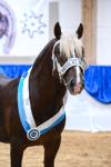 Foto: Siegerhengst von Valegro - Fotograf: Fischer 
