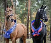 Foto: Der OS-Siegerhengst v. Kasanova de la Pomme - Apardi - Cassini II & OL-Siegerhengst Bonds - Diamond Hit - Florencio I - Fotograf: Beelitz Foto: Der OS-Siegerhengst v. Kasanova de la Pomme - Apardi - Cassini II & OL-Siegerhengst Bonds - Diamond Hit - Florencio I - Fotograf: Beelitz