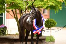 Foto: Die strahlende springbetonte Siegerstute: Royal Beauty U.P. v. Chacoon Blue - Fotograf: Janne Bugtrup
