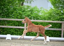 Foto: Lot 8 - Vino Frizzante B v. V-Power - Florencio - Fotograf: @ OLD-Art