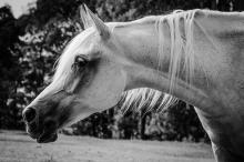 Foto: Arabische Pferde stehen in Aachen an diesem Wochenende im Mittelpunkt - Fotograf: : Ainslie GP/pixabay Foto: Arabische Pferde stehen in Aachen an diesem Wochenende im Mittelpunkt - Fotograf: : Ainslie GP/pixabay