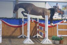 Foto: Wurde 2024 Reservesieger der dreijährigen Pferde auf der Station Maas J. Hell: ein Holsteiner Wallach von Balou de Coeur aus dem Besitz von R. u. K. Klügel - Fotograf: Bischoff