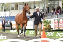 Foto: Chester Weber, erfolgreichster Fahrer der USA, beim Vet Check in Aachen - Fotograf: ALRV/Andreas Steindl