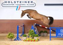 Foto: Die drei Jahre alte Evoila v. Esmeraldo-Casall stammt aus der einer Vollschwester zum Spitzenhengst Contendro - Fotograf: Janne Bugtrup