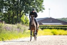Foto: Anders als bei den Weltmeisterschaften 2022 wird Henrik von Eckermann dieses Championat mit Minute Man antreten - Fotograf: ALRV/Jasmin Metzner Foto: Anders als bei den Weltmeisterschaften 2022 wird Henrik von Eckermann dieses Championat mit Minute Man antreten - Fotograf: ALRV/Jasmin Metzner