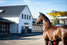 Foto: Die ersten Pferde sind in Aachen angekommen und durften direkt die neuen Stallungen einweihen - Fotograf: ALRV/Jasmin Metzner Foto: Die ersten Pferde sind in Aachen angekommen und durften direkt die neuen Stallungen einweihen - Fotograf: ALRV/Jasmin Metzner