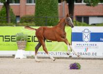 Foto: U-Stutsborgs Zara v. Zuccero ist sowohl züchterisch als auch sportlich gesehen ein echtes Juwel - Fotograf: Janne Bugtrup
