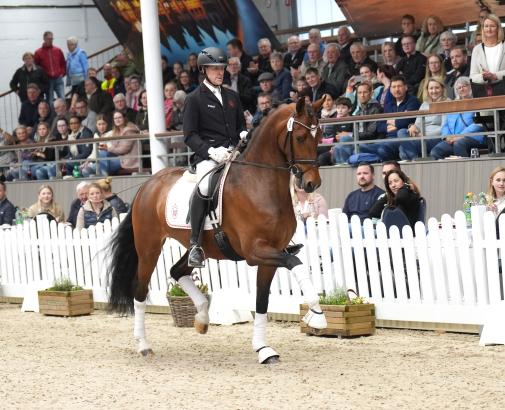 Foto: Teuerstes Dressurpferd der Westfälischen Frühjahrs-Auktion: Nr. 1 Valdemossa de Colonia v. Vaderland/Sir Donnerhall I - Fotograf: Reckimedia