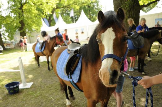 Foto: Zu erleben beim Global Jumping Berlin: Der PM-Ponyspaß, präsentiert von Pferde für unsere Kinder e.V. - Fotograf: Isabel Schiffler