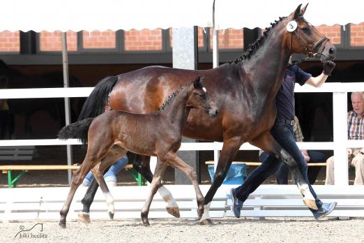 Foto: Kat. Nr.2 Balou du Rouet x Contendro x Argentinus - Fotograf: Kiki Beelitz