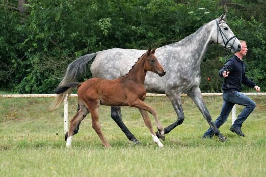 Foto: Kat.. Nr. 12 'Balina Blue'· Stutfohlen von Big Star - Chacco Blue - Carthago - Fotograf: Dirk Hauser