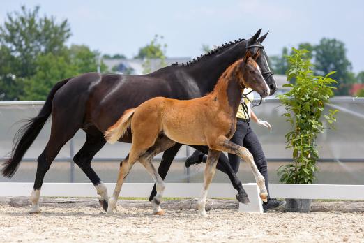 Foto: Benz v. Bonds/Spörcken - Fotograf: Hannoveraner Verband
