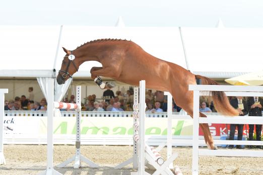 Foto: Sieger Springbetonte Stuten - Fotograf: Karl-Heinz Frieler