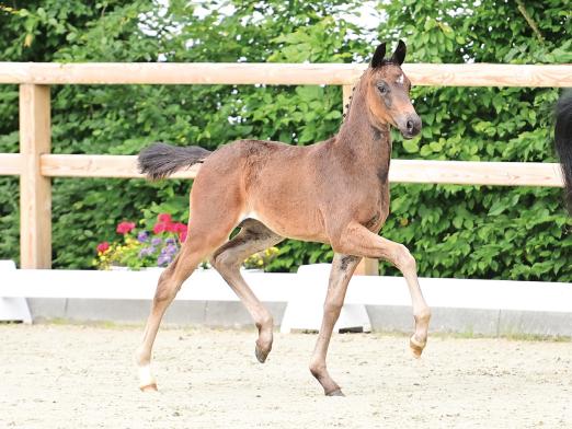 Foto: HP Enchanted v. Escamillo - Bonds - Apache - Fotograf: OLD Art