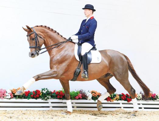 Foto: Mit dem hochplatzierten Sir Anthony v. Sir Donnerhall I-Rohdiamant-Figaro steht eine erfolgreiche Turniersaison unmittelbar bevor. - Fotograf: Ernst