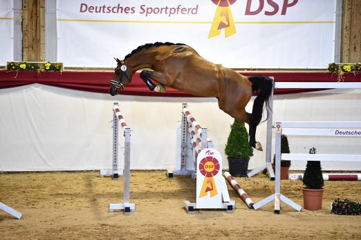 Foto: Der Springchampion 2022 (von Casino Grande x Havana Club abstammend) - Fotograf: Björn Schroeder