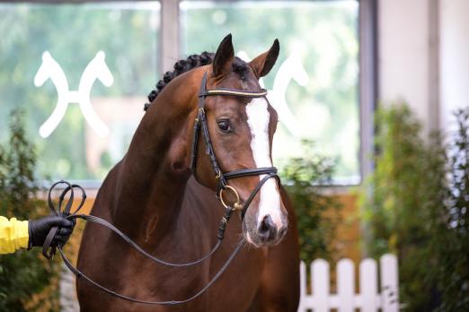 Foto: Der Grey Top/Stolzenberg-Sohn war mit 64.000 Euro der bestbezahlte Springhengst - Fotograf: Hannoveraner Verband