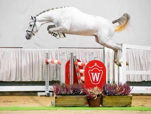 Foto: Preisspitze Youngster: Patrick v. Dallas VDL/Hors la Loi II - Fotograf: Reckimedai