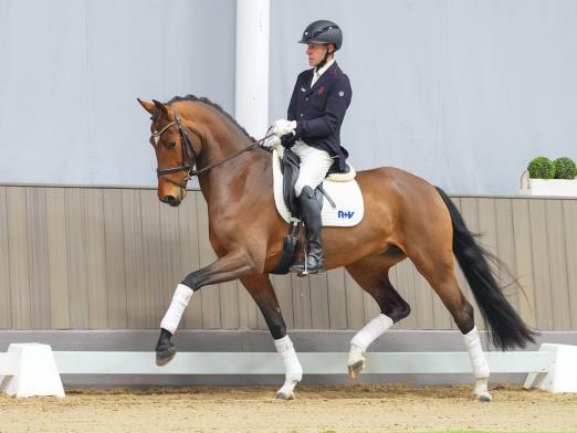 Foto: Eröffnet die Westfälische Frühjahrs-Auktion: Valdemossa de Colonia v. Vaderland/Sir Donnerhall I - Fotograf: Reckimedia