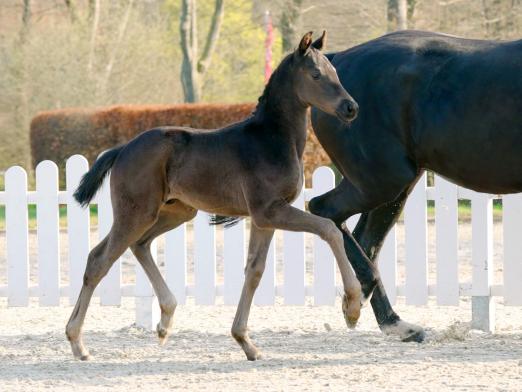 Foto: Beliebtestes Fohlen Dynamic Boy v. Dynamic Dream/Zack - Fotograf: Reckimedia
