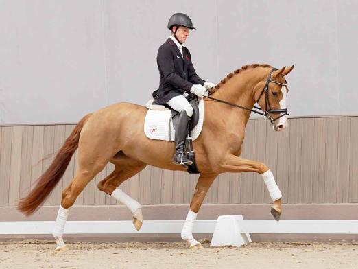 Foto: Preisspitze der Reitpferdekollektion: Nr. 1 Supergirl v. Sir Heinrich - Fotograf: Reckimedia