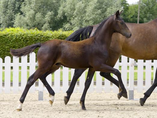 Foto: Preisspitze Lot 1 Versace B v. Vaderland/Fidertanz - Fotograf: Preisspitze Lot 1 Versace B v. Vaderland/Fidertanz