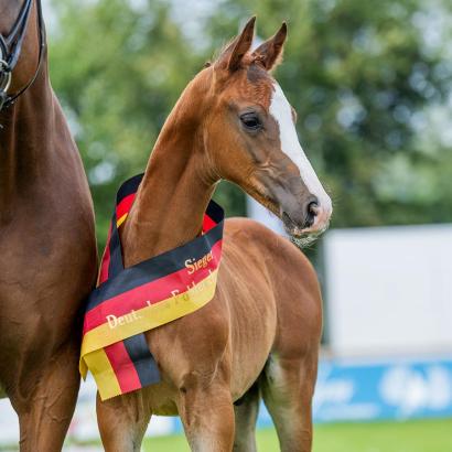 Foto: #1 Invincible v. Iron – Floresco (01_Invincible_108_Iron---Floresco - Fotograf: www.ReckiOnline.de