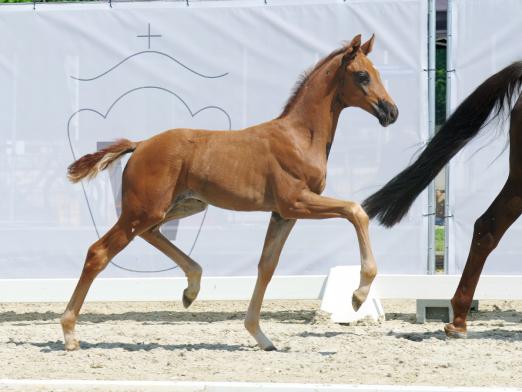 Foto: Preisspitze dieser Fohlen-Auktion: Bonjour v. Bonds/Franziskus - Fotograf: Reckimedia