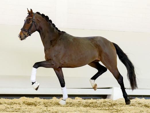 Foto: Preisspitze der Youngster-Auktion: Vino v. Viva Gold/Scolari I Westfälisches Pferdestammbuch e.V. - Fotograf: Reckimedia