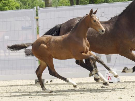 Foto: Preisspitze mit der Kopfnummer 1: Eldo´s Son v. Eldorado v.d. Zeshoek - Fotograf: Reckimedia